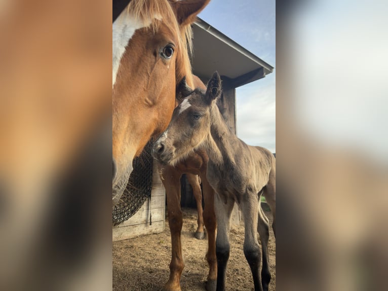 Appaloosa Hengst Veulen (04/2026) 150 cm Buckskin in lierde