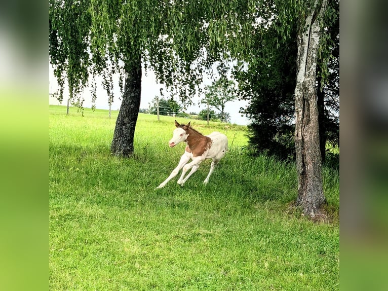 Appaloosa Hengst Veulen (05/2026) 150 cm Grullo in Brand