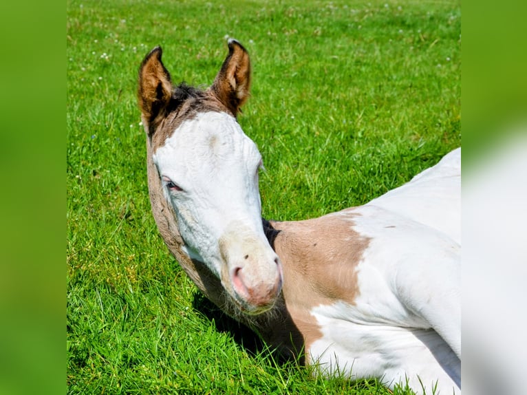 Appaloosa Hengst Veulen (05/2026) 150 cm Grullo in Brand