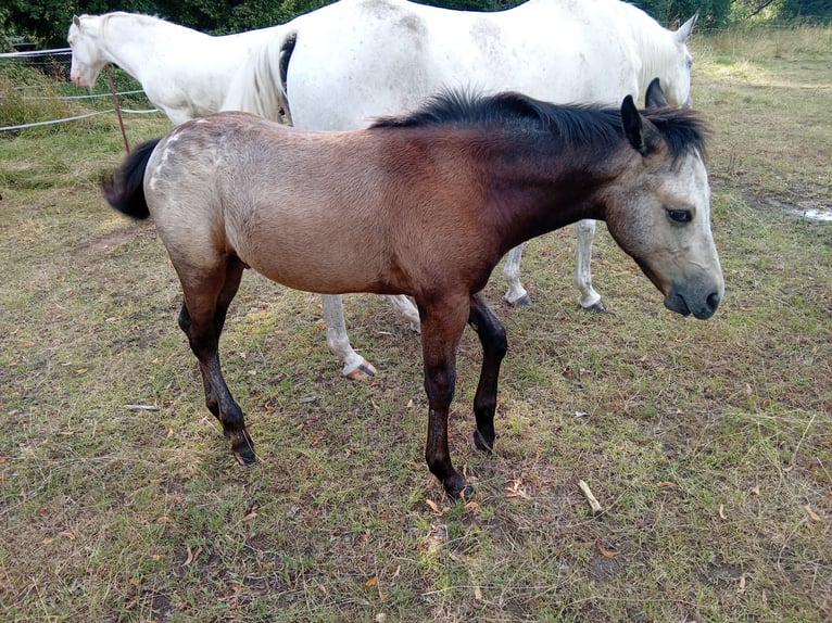 Appaloosa Mix Hengst Veulen (03/2025) 150 cm in Leipzig