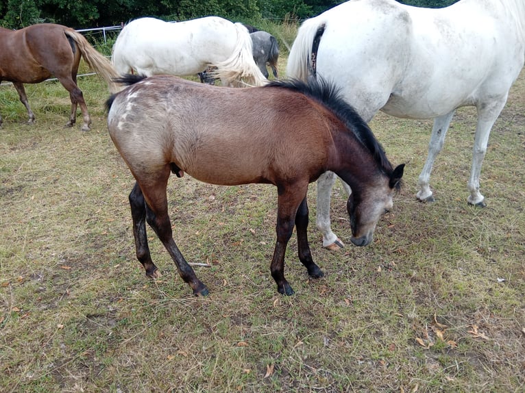 Appaloosa Mix Hengst Veulen (03/2025) 150 cm in Leipzig