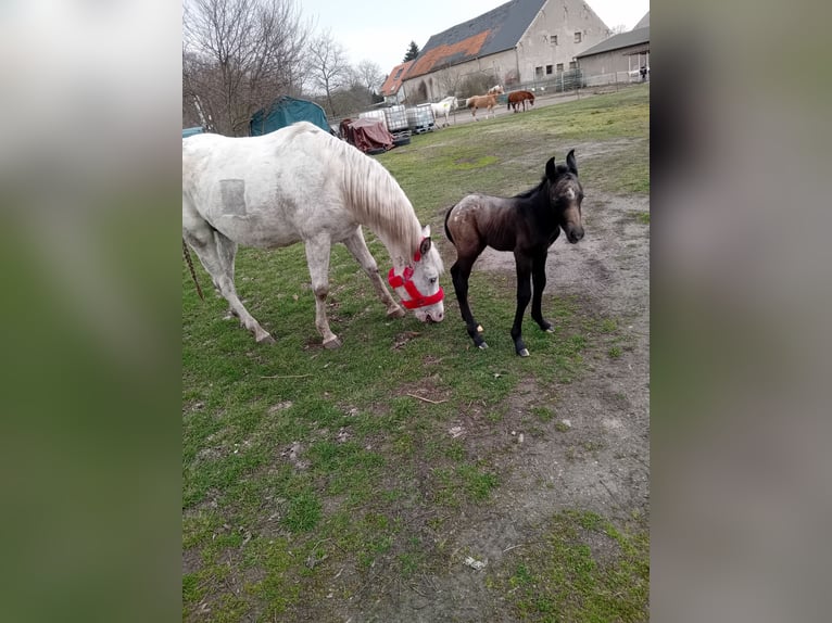 Appaloosa Mix Hengst Veulen (03/2025) 150 cm in Leipzig