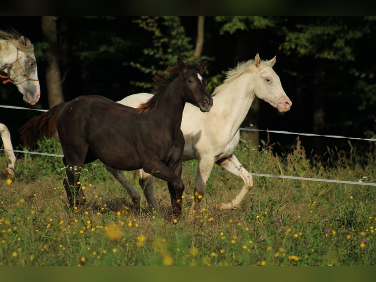 Appaloosa Hengst veulen (02/2024) 150 cm Zwart in Globoko