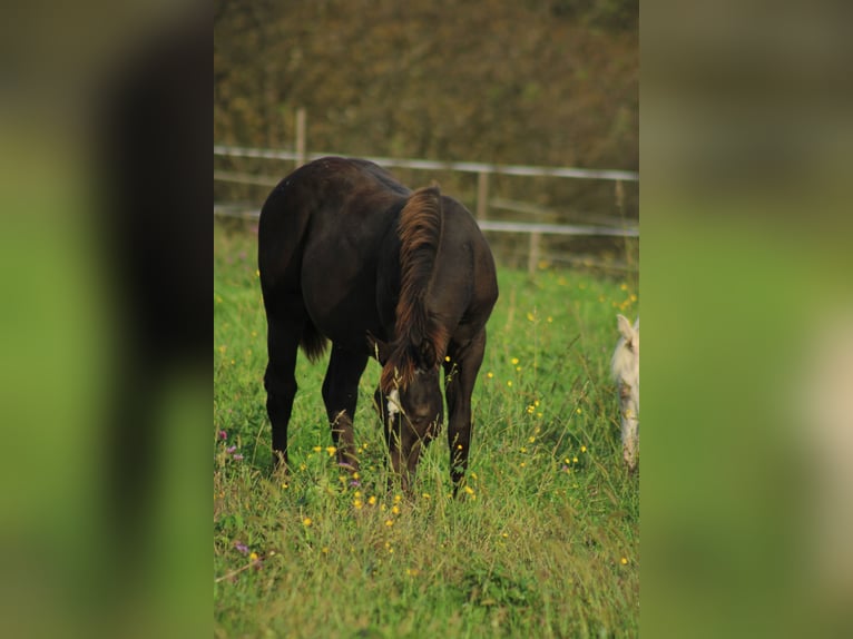 Appaloosa Hengst veulen (02/2024) 150 cm Zwart in Globoko