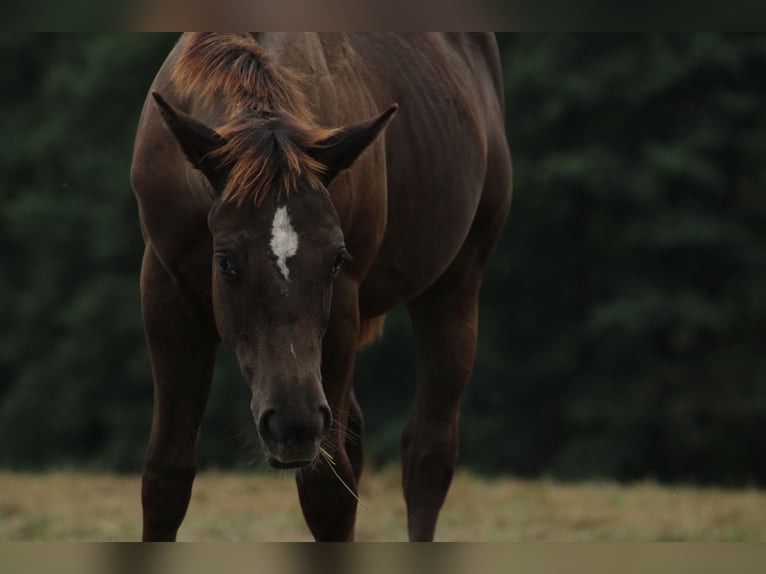 Appaloosa Hengst veulen (02/2024) 150 cm Zwart in Globoko