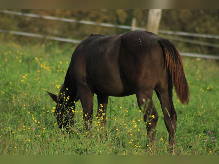 Appaloosa Hengst veulen (02/2024) 150 cm Zwart in Globoko