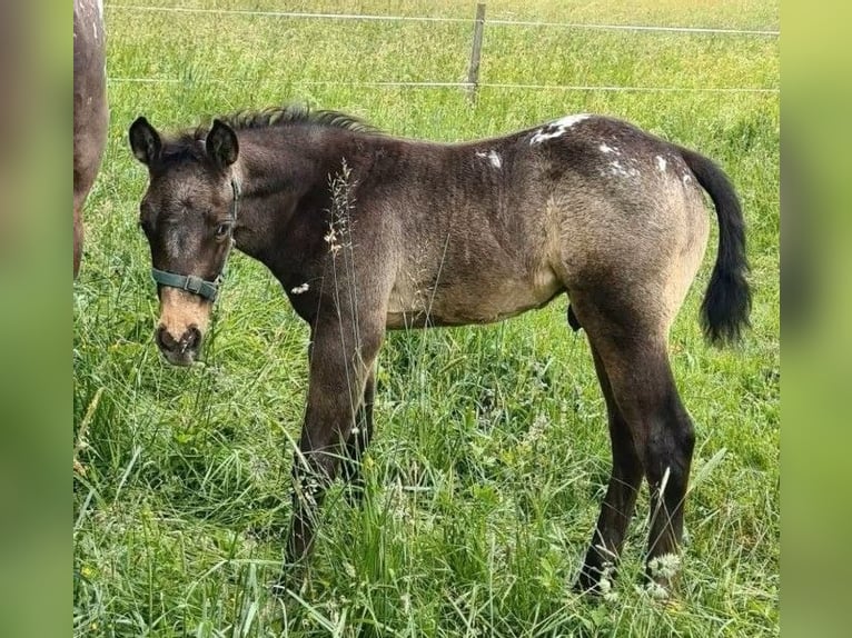 Appaloosa Hengst Veulen (05/2026) 152 cm Buckskin in Oberhosenbach