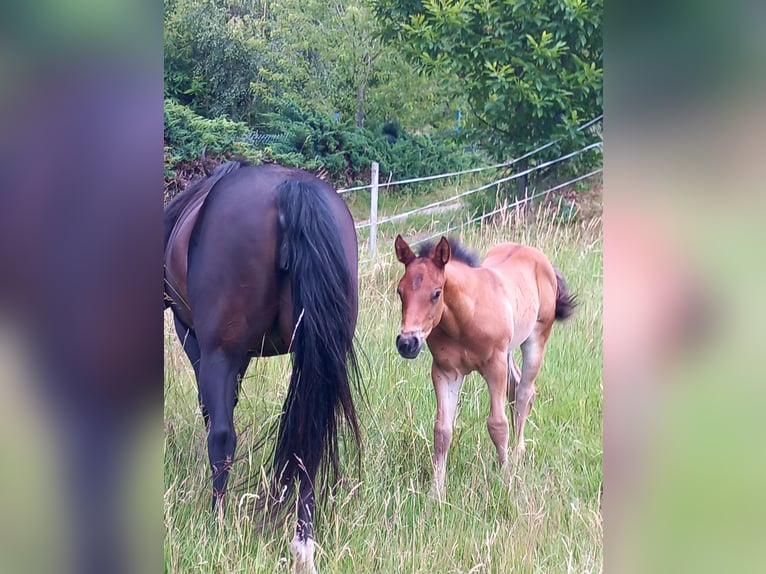 Appaloosa Hengst Veulen (05/2026) 153 cm Lichtbruin in Münchweiler an der Alsenz