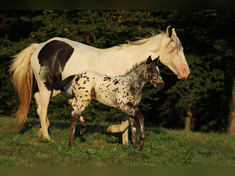 Appaloosa Mix Hengst Veulen (08/2026) 155 cm Appaloosa in Brežice