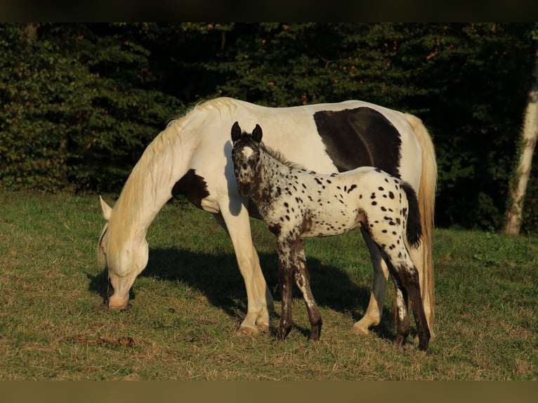 Appaloosa Mix Hengst Veulen (08/2026) 155 cm Appaloosa in Brežice
