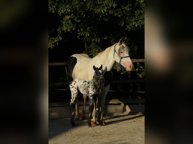 Appaloosa Mix Hengst Veulen (08/2026) 155 cm Appaloosa in Brežice