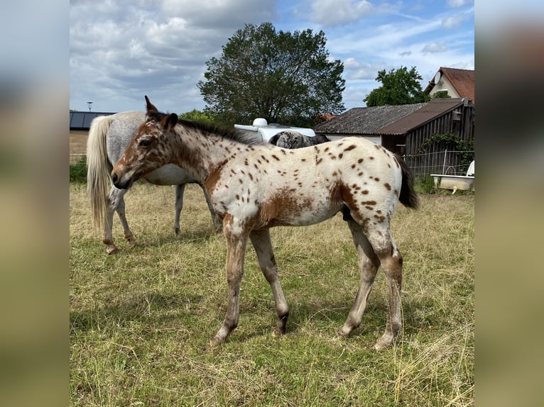 Appaloosa Hengst Veulen (03/2026) 155 cm Appaloosa in Pappenheim
