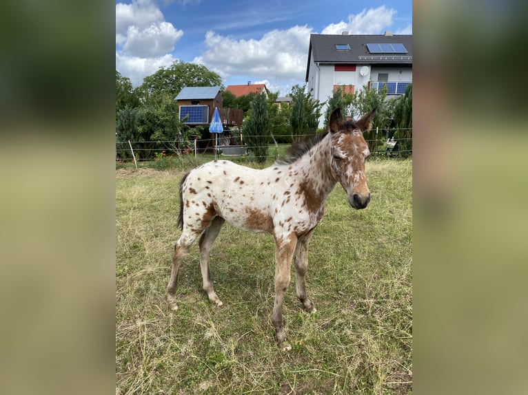 Appaloosa Hengst Veulen (03/2026) 155 cm Appaloosa in Pappenheim