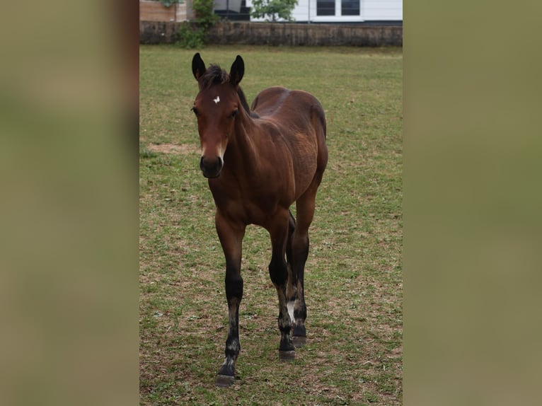Appaloosa Hengst  155 cm Bruin in Pappenheim / OT Osterdorf