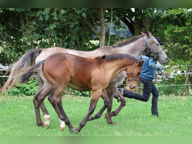 Appaloosa Hengst Veulen (04/2025) 155 cm Buckskin in Pappenheim
