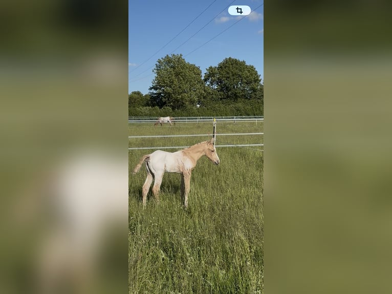 Appaloosa Hengst Veulen (05/2026) 155 cm Palomino in Nördlingen