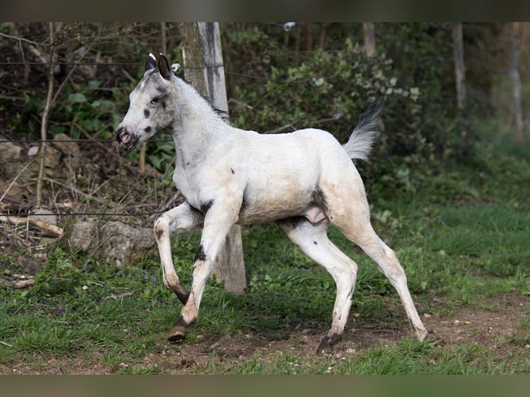 Appaloosa Hengst veulen (02/2024) 155 cm in Stüsslingen