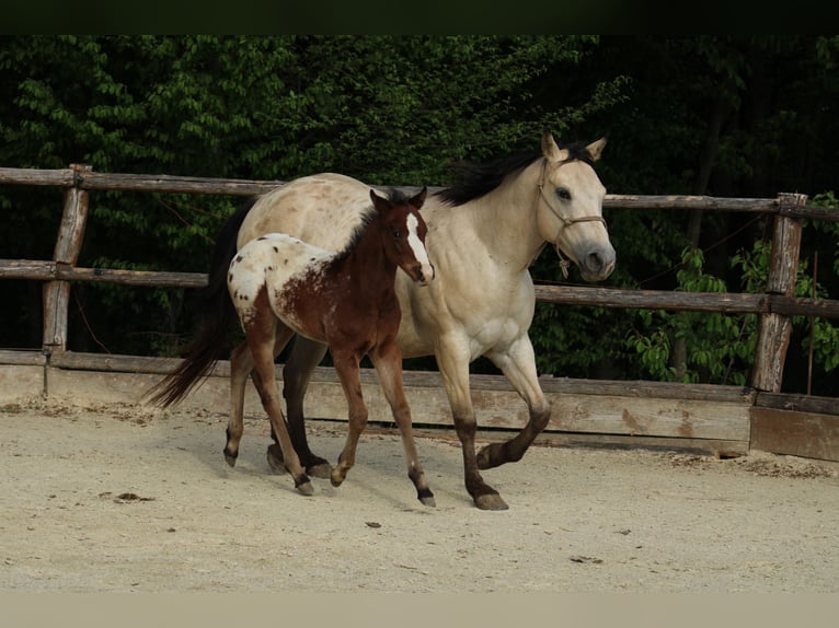 Appaloosa Hengst  155 cm Roodbruin in Globoko
