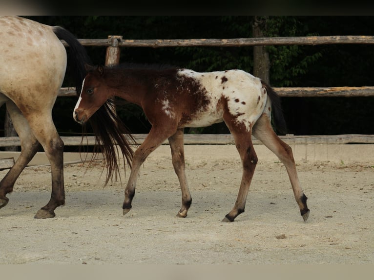 Appaloosa Hengst  155 cm Roodbruin in Globoko
