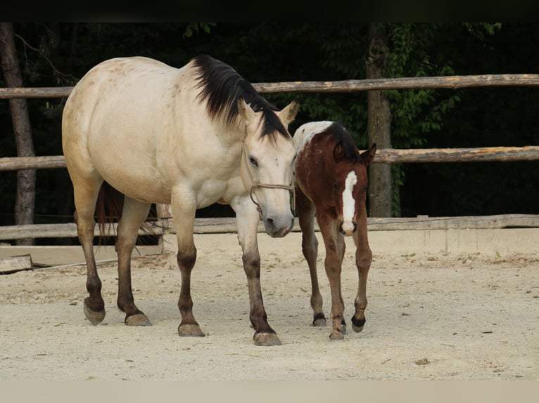 Appaloosa Hengst  155 cm Roodbruin in Globoko
