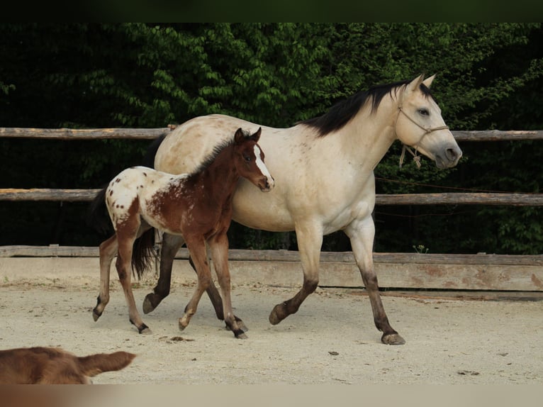 Appaloosa Hengst  155 cm Roodbruin in Globoko