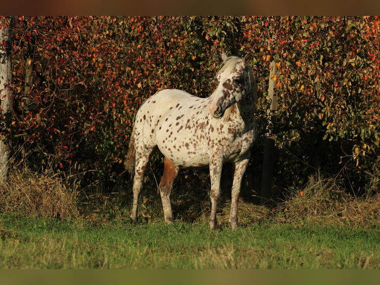 Appaloosa Hengst  155 cm in Globoko