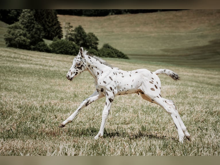 Appaloosa Hengst Veulen (05/2026) Appaloosa in Schüpfheim