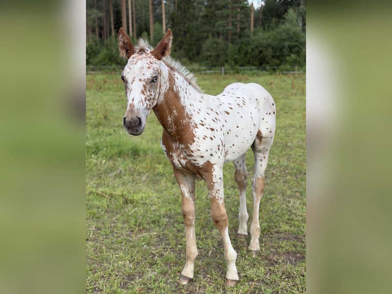 Appaloosa Mix Hengst Veulen (05/2026) Appaloosa in Hakojärvi