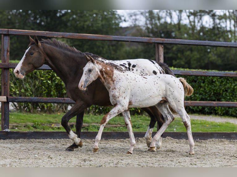 Appaloosa Hengst Veulen (05/2025) Appaloosa in Waddinxveen