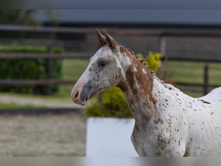 Appaloosa Hengst Veulen (05/2025) Appaloosa in Waddinxveen