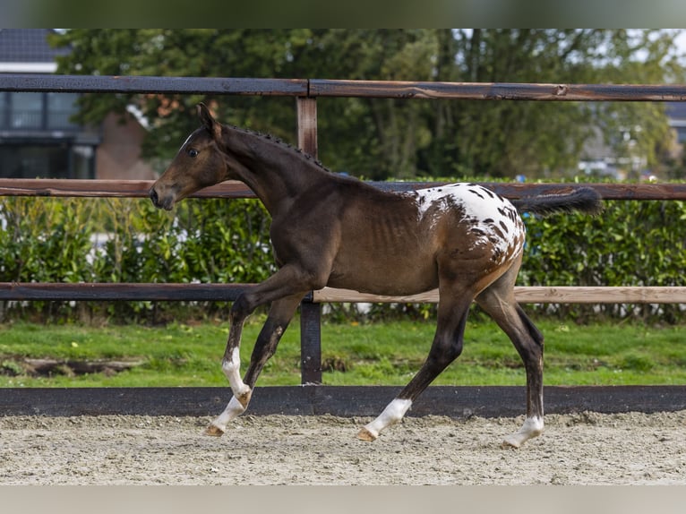 Appaloosa Hengst Veulen (04/2025) Appaloosa in Waddinxveen