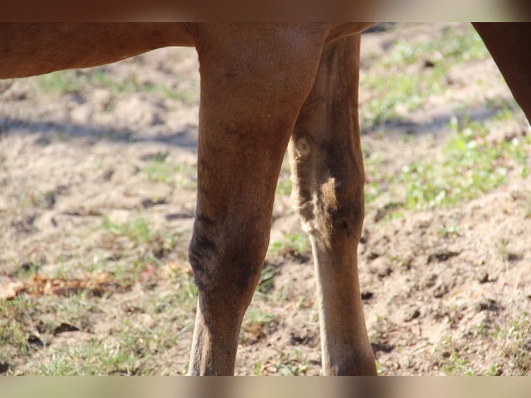Appaloosa Hengst Veulen (03/2026) Bruin in Oberbronn