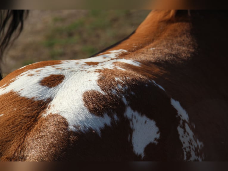 Appaloosa Hengst Veulen (03/2026) Bruin in Oberbronn