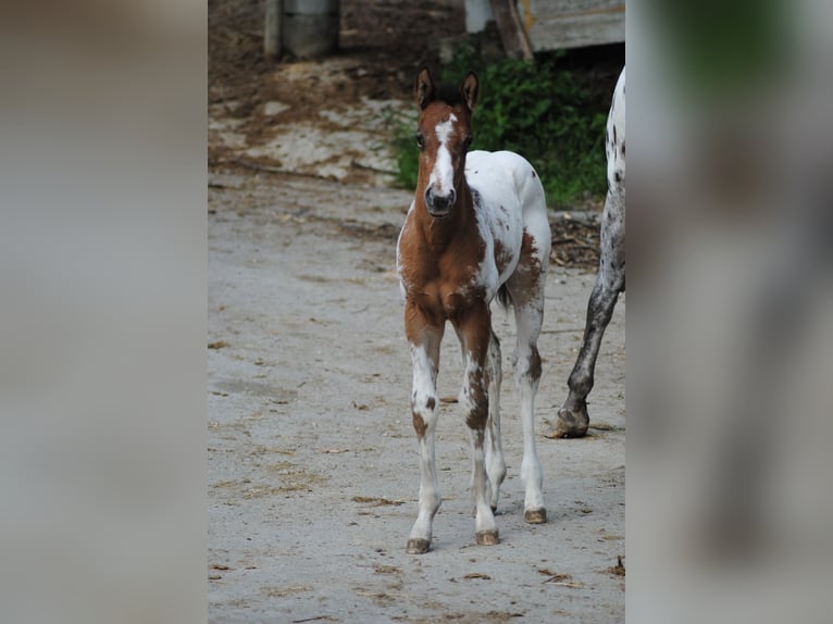 Appaloosa Hengst veulen (05/2024) Donkerbruin in Agnone