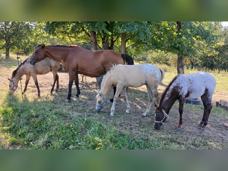 Appaloosa Hengst Veulen (04/2025) Palomino in Sokolov