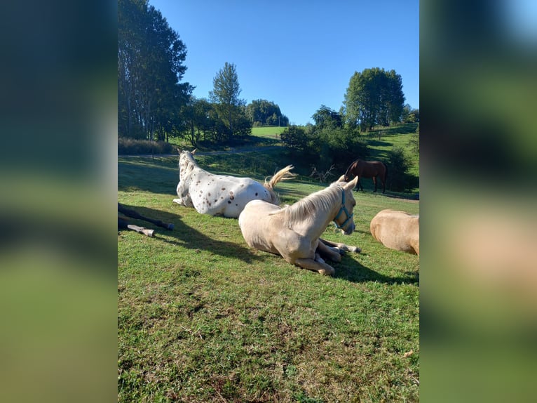 Appaloosa Hengst Veulen (04/2025) Palomino in Sokolov
