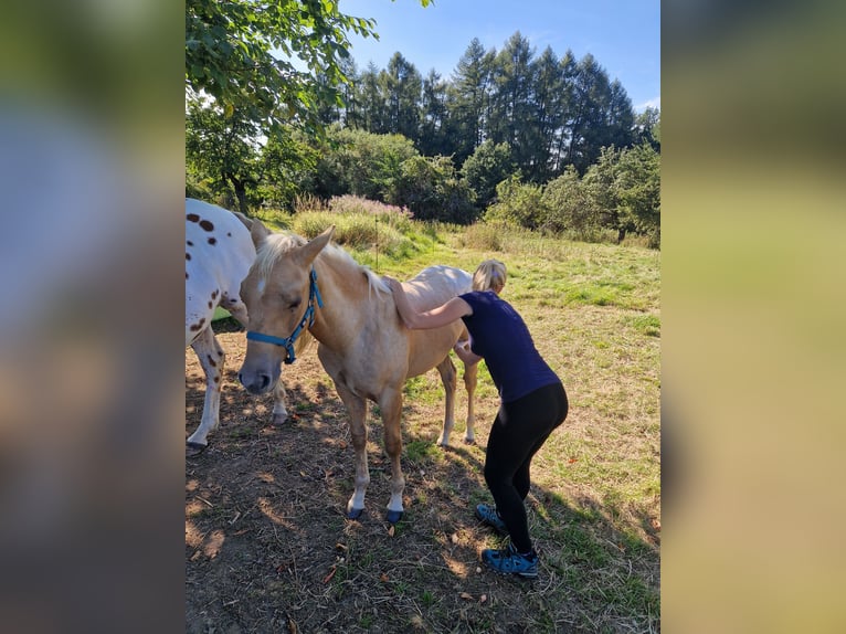 Appaloosa Hengst Veulen (04/2025) Palomino in Sokolov