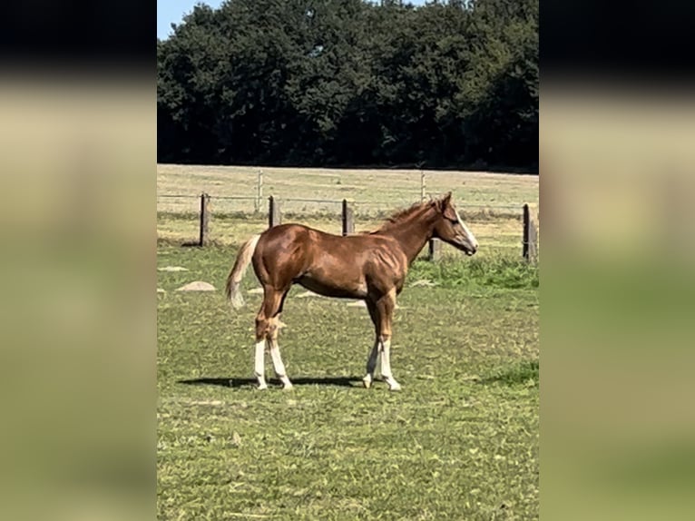 Appaloosa Hengst veulen (04/2024) Vos in Bruchhausen-Vilsen