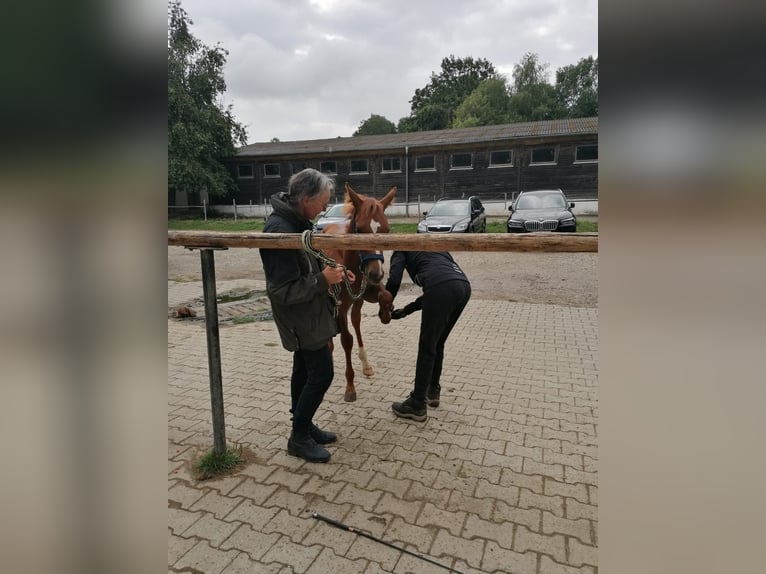 Appaloosa Hengst veulen (04/2024) Vos in Neumarkt-Sankt Veit