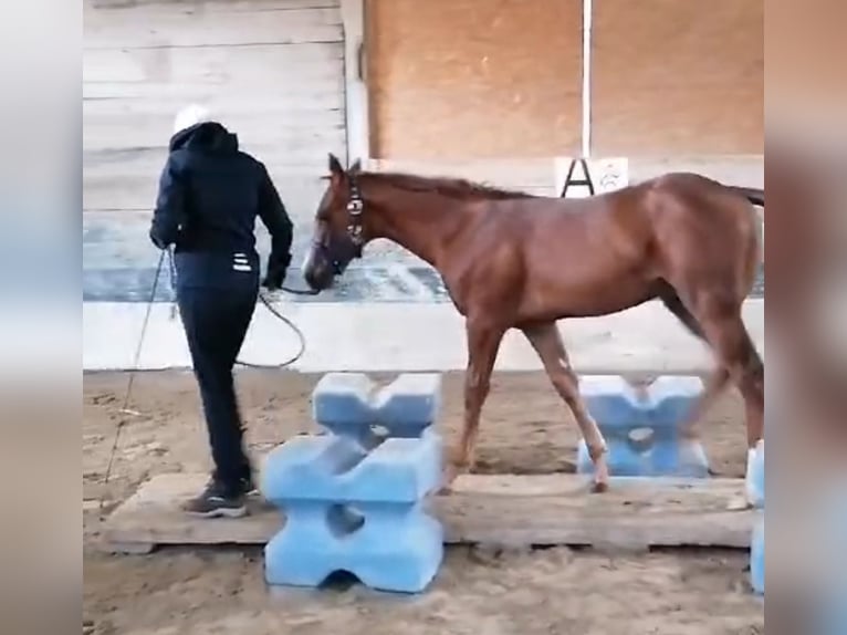 Appaloosa Hengst veulen (04/2024) Vos in Neumarkt-Sankt Veit