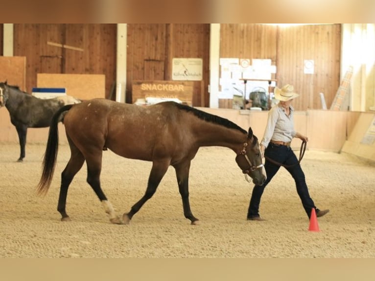 Appaloosa Hengst in Brotterode-Trusetal
