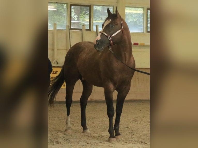 Appaloosa Hengst in Brotterode-Trusetal