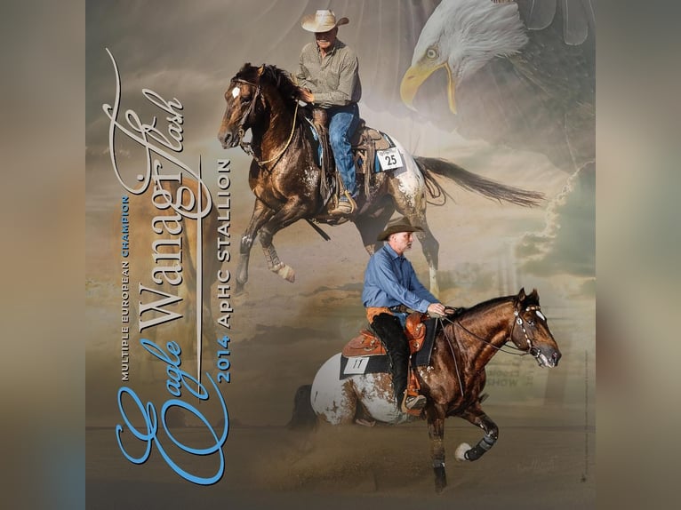 Appaloosa Hengst in Oberbronn