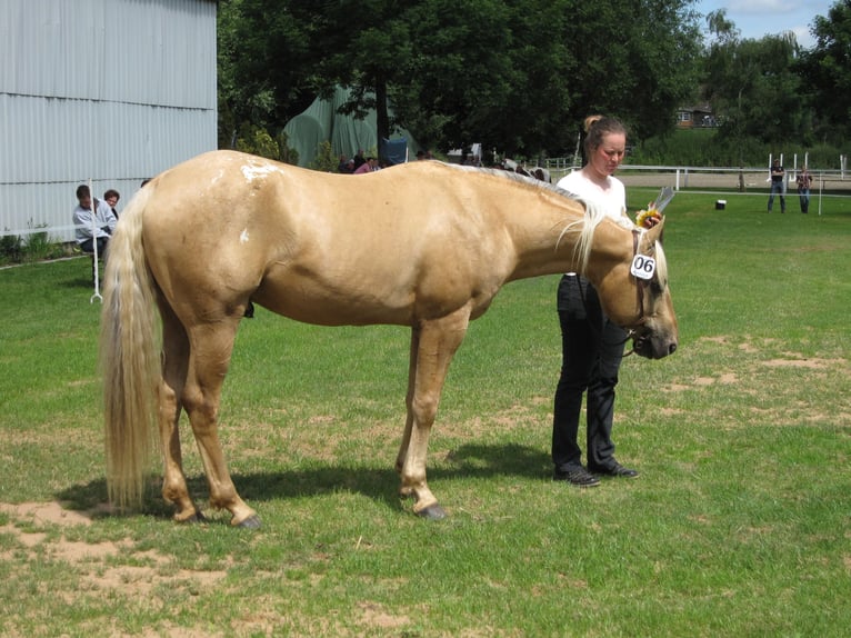 Appaloosa Hengst in Schieder-Schwalenberg