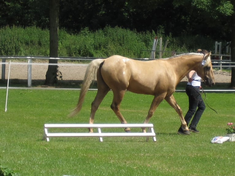 Appaloosa Hengst in Schieder-Schwalenberg