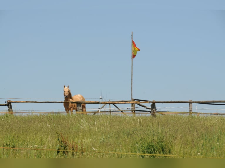 Appaloosa Hengst in Schieder-Schwalenberg