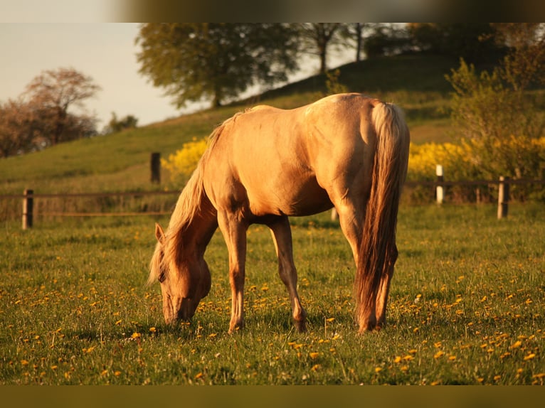 Appaloosa Hengst in Schieder-Schwalenberg