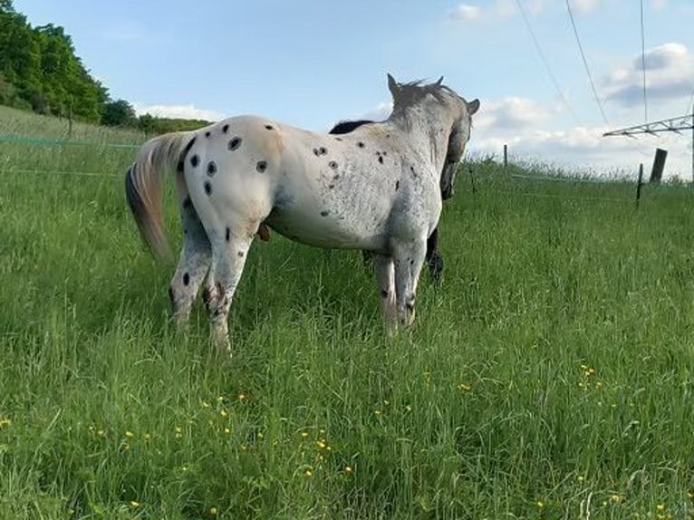 Appaloosa Hengst in M&#xFC;nchweiler an der Alsenz