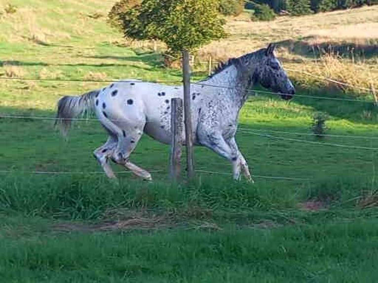 Appaloosa Hengst in M&#xFC;nchweiler an der Alsenz