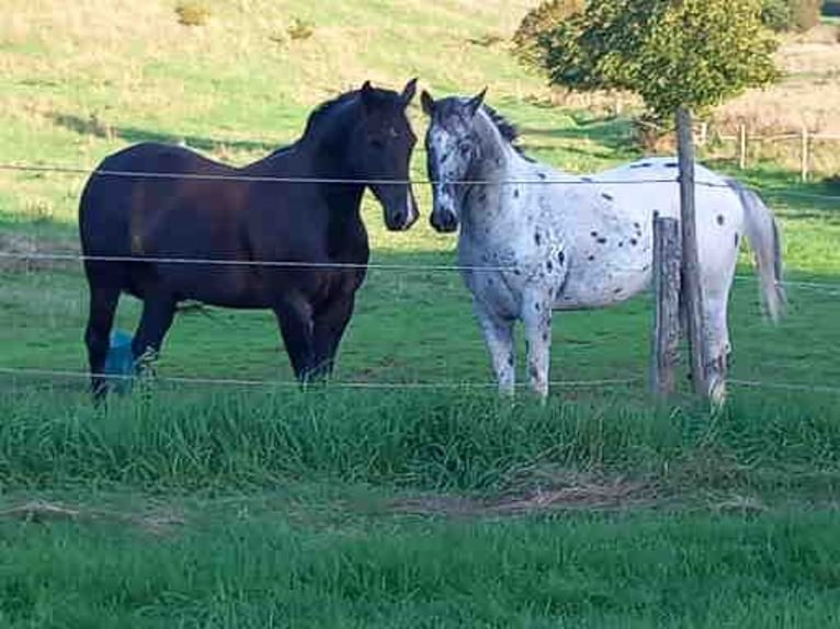 Appaloosa Hengst in M&#xFC;nchweiler an der Alsenz